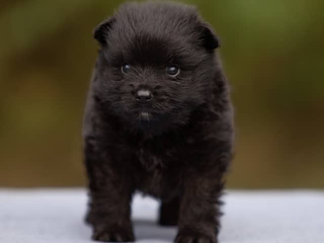 German Spitz – Mittelspitz · Enköping · Kerberos Silver