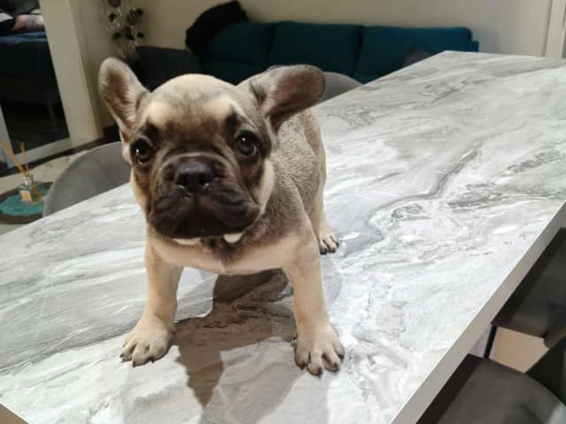 French Bulldog · Lilla Edet · Suzana K.