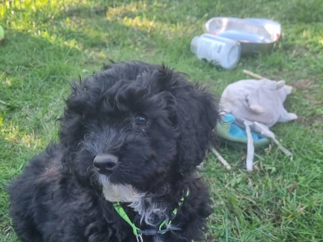 Maltipoo · Ystad · Jenny M.