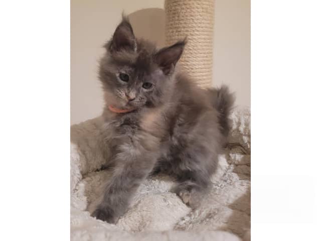 Maine Coon