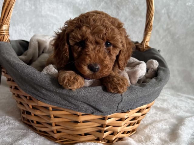 Toy Poodle