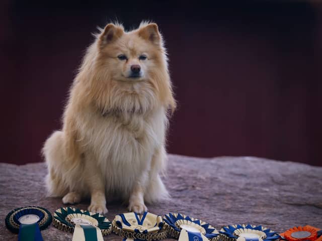 German Spitz – Mittelspitz · Luleå · Dålakungens kennel
