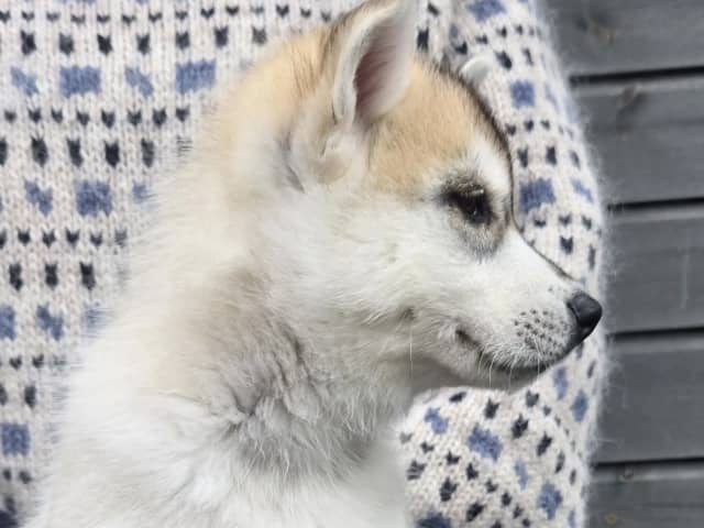 Siberian Husky