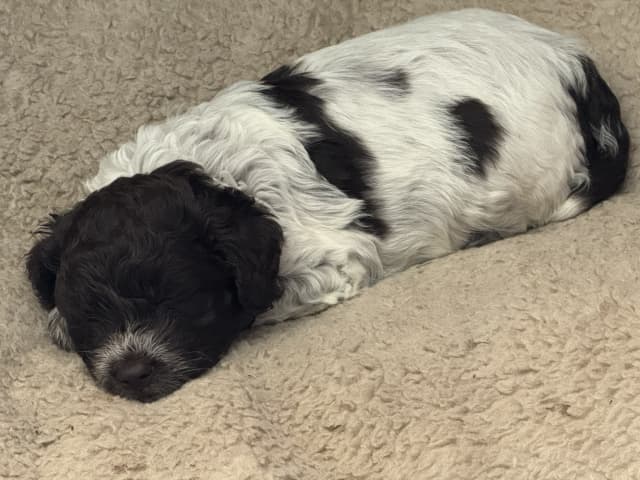 Lagotto Romagnolo