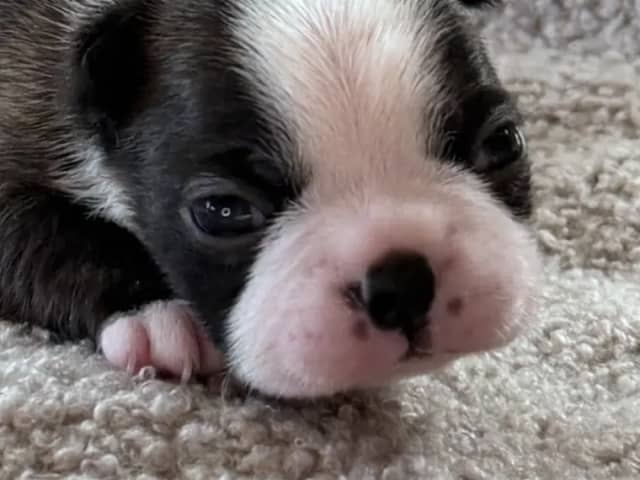 Bostonterrier