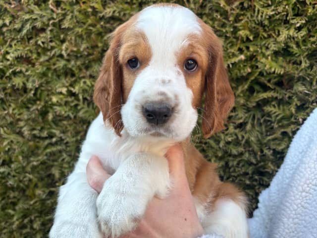Welsh Springer Spaniel