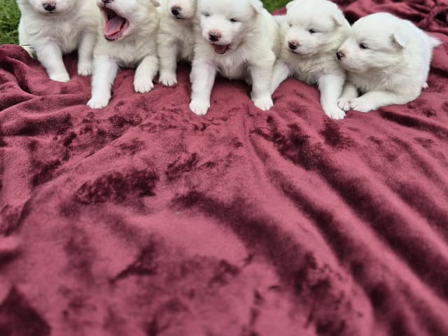 Samoyed