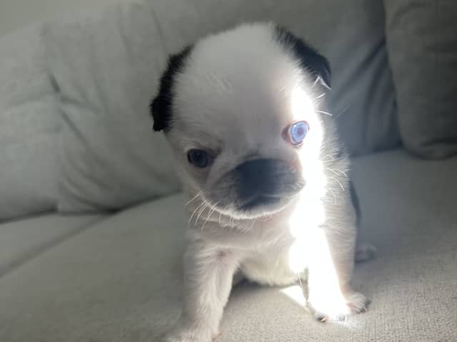 Pug · Malmö · Igno A.