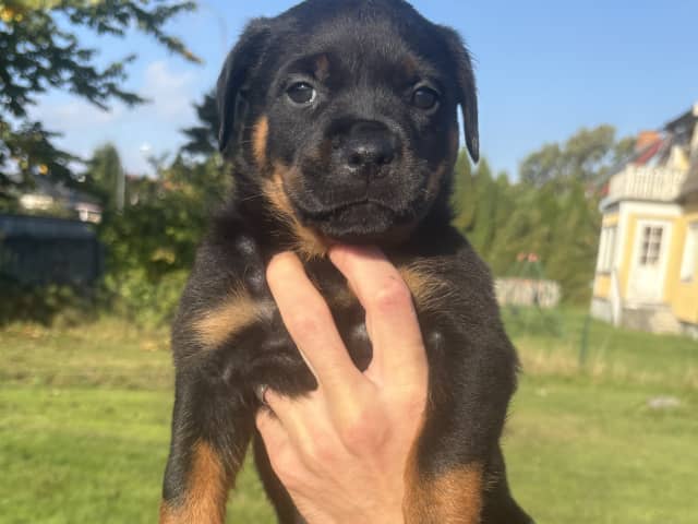 Rottweiler