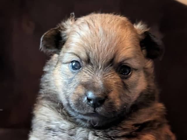 German Spitz – Mittelspitz