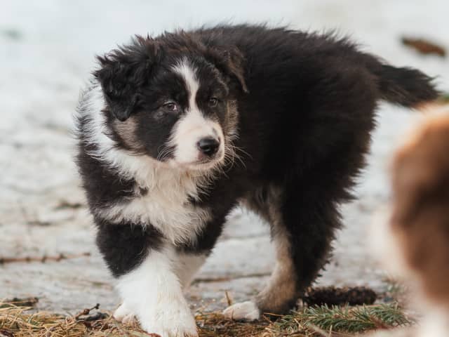 Australian Shepherd