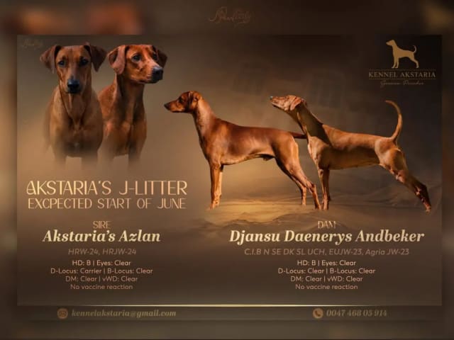German Pinscher
