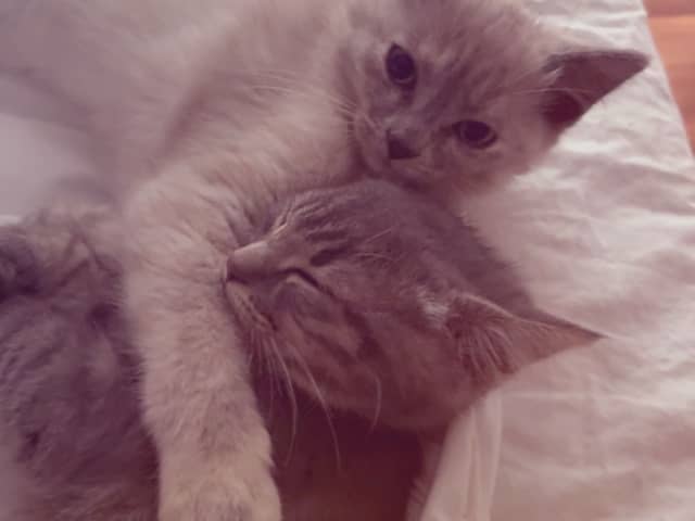 Ragdoll/perser · Hässleholm · Kattunge till salu