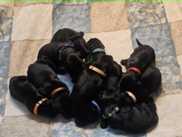 Flat Coated Retriever