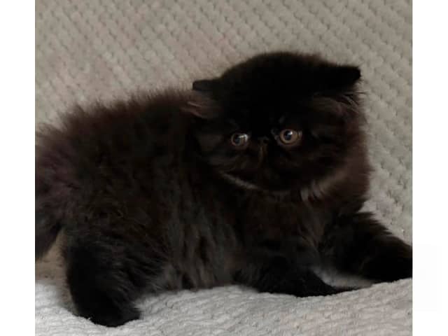 Persian