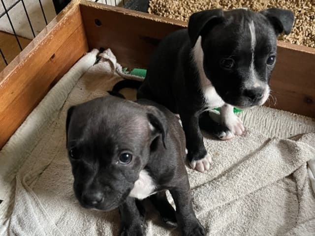 Staffordshire bull terrier