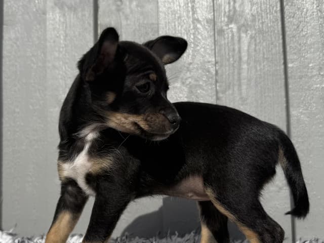 Xoloitzcuintle