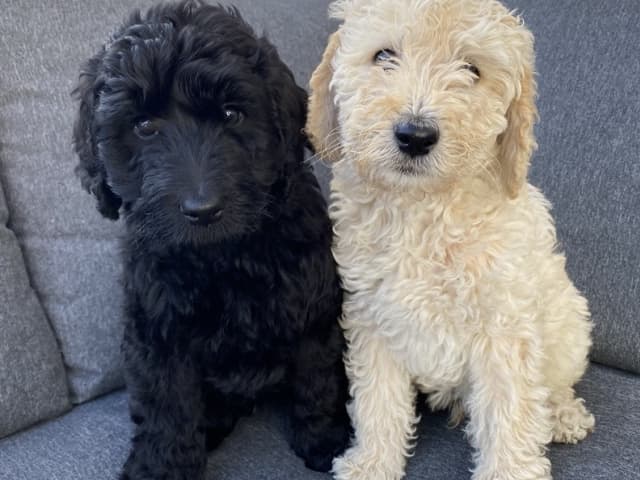 Labradoodle