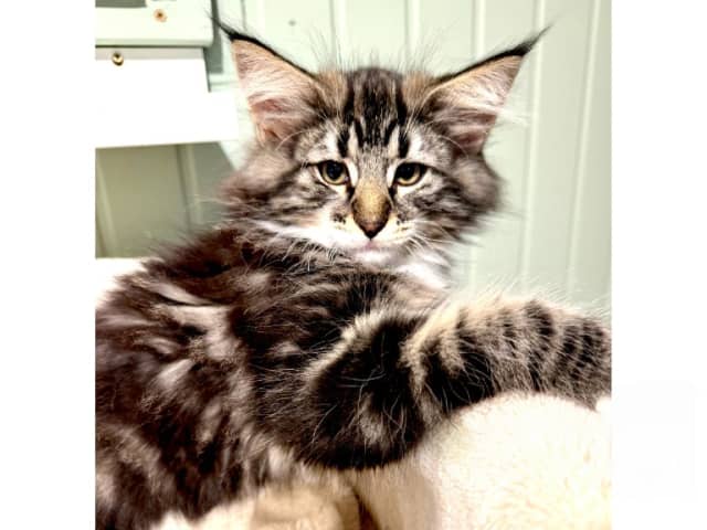 Norwegian Forest
