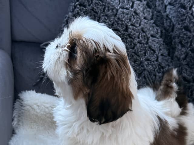 Shih Tzu