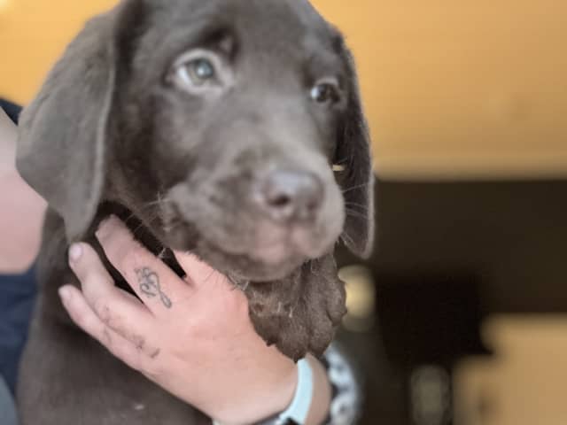 Labrador retriever · Rissa · Graciov A.