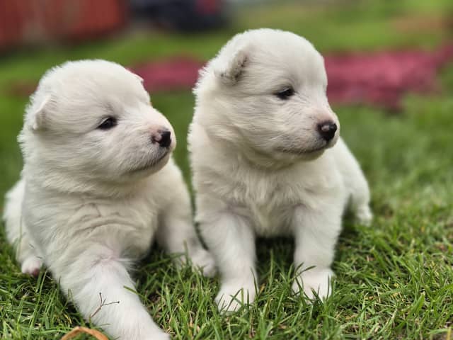 Samoyed