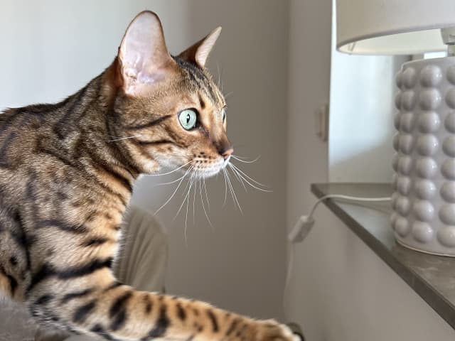 Bengal · Sundbyberg · Emina A.