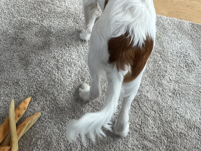 Dutch Kooikerhondje