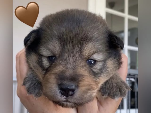 Finnish Lapphund