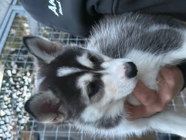 Siberian husky · Furnes · Arctic Song