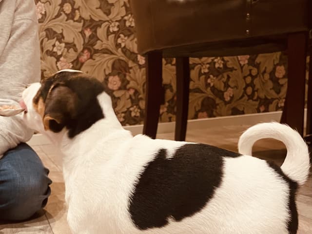 Danish Swedish Farmdog