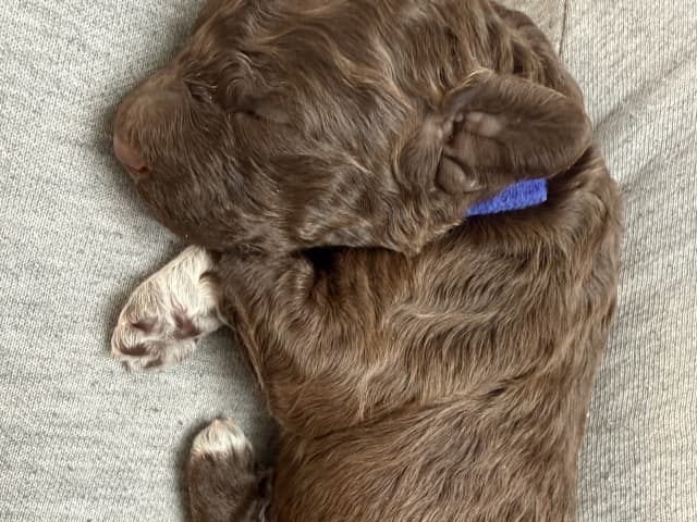 Lagotto Romagnolo