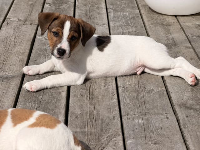 Danish Swedish Farmdog