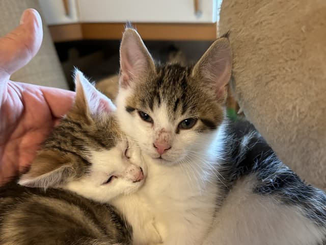 Bondkatt · Sävsjö · Zsolt H.