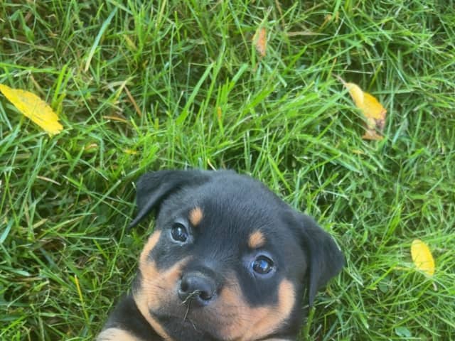 Rottweiler · Karlskoga · Lisabeta M.