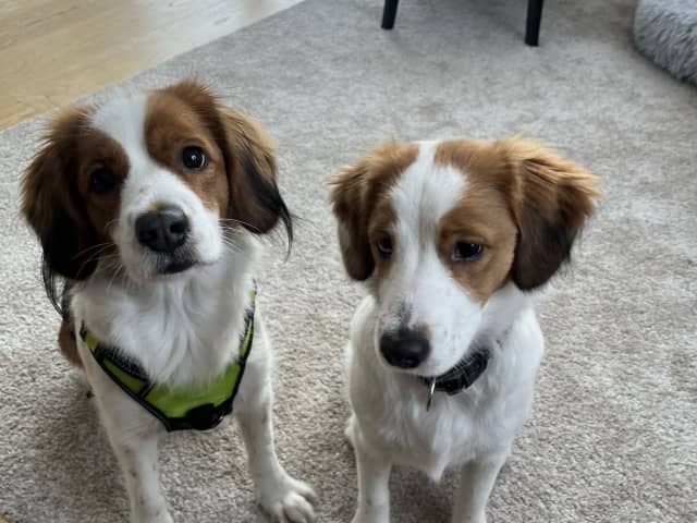 Dutch Kooikerhondje