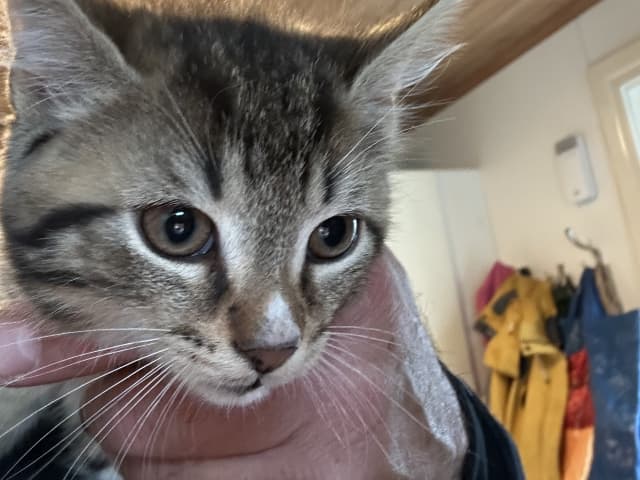 Bondkatt · Sävsjö · Zsolt H.