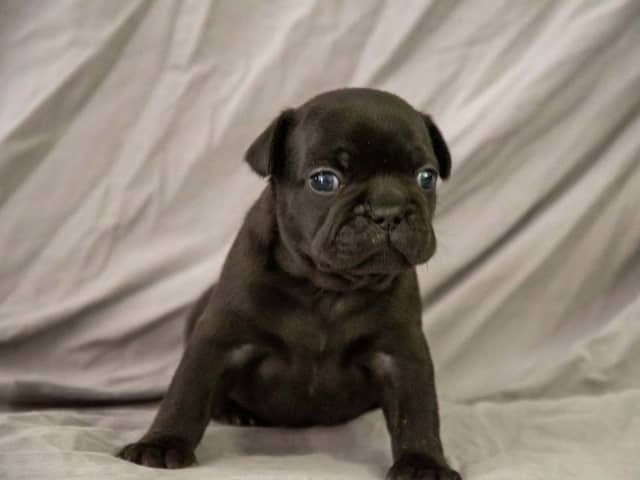French Bulldog · Munka-ljungby · Skogslyckan