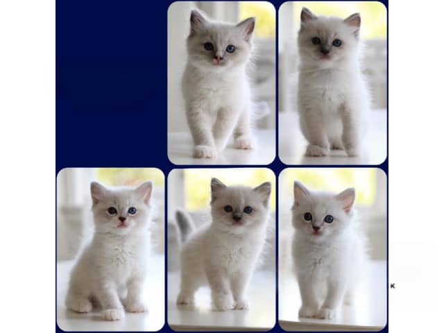 Ragdoll