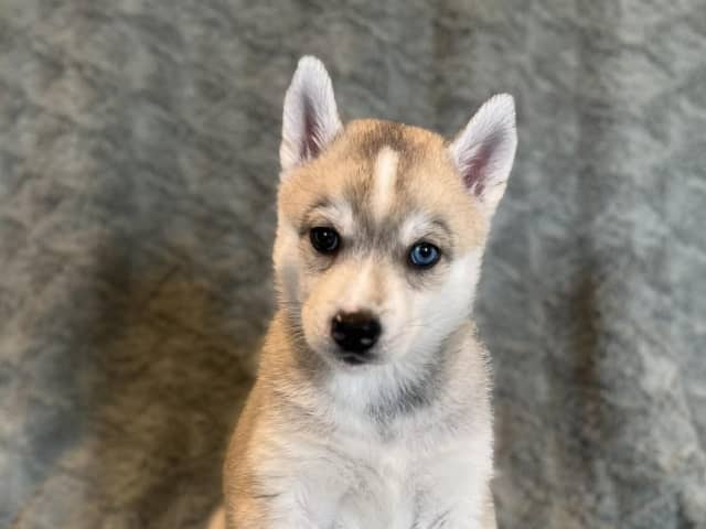 Siberian Husky