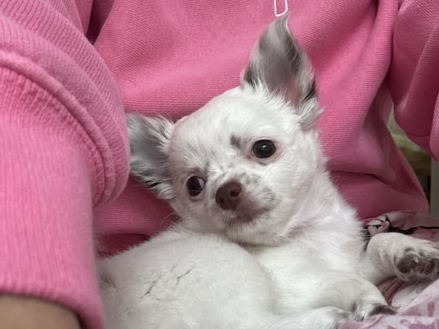 Chihuahua · Nacka · Andréa Fleischer