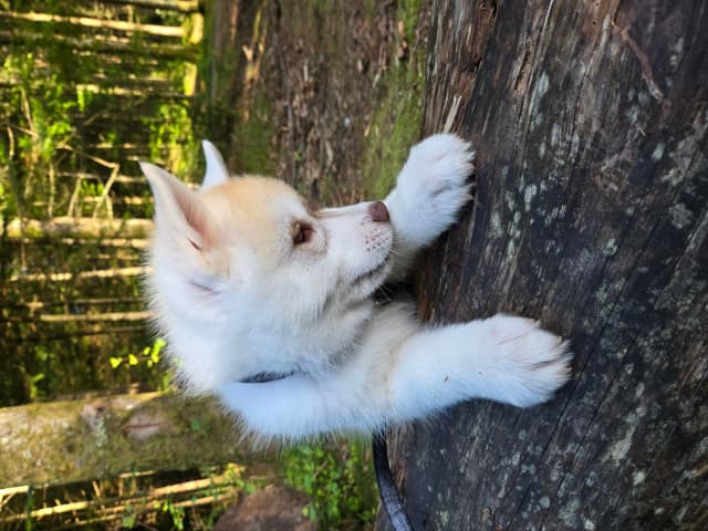 Siberian Husky