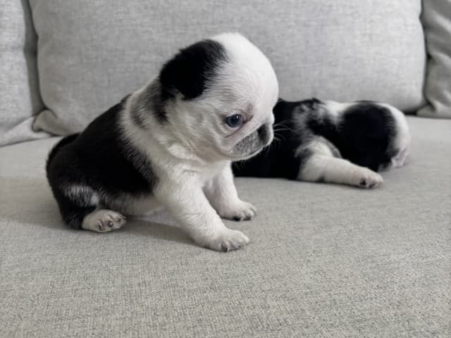 Pug · Malmö · Igno A.