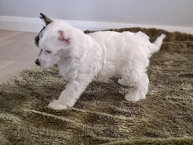 Chinese Crested Dog