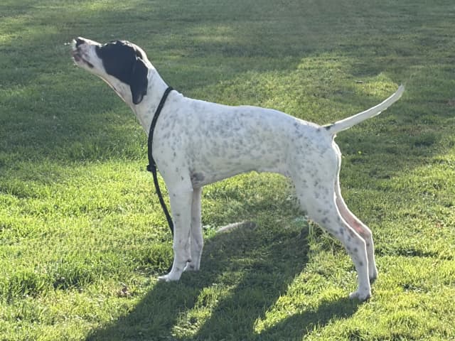 Pointer