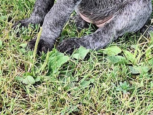 German Shorthaired Pointer (Vorsteh)