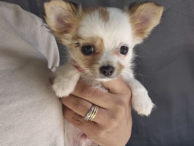 Chihuahua