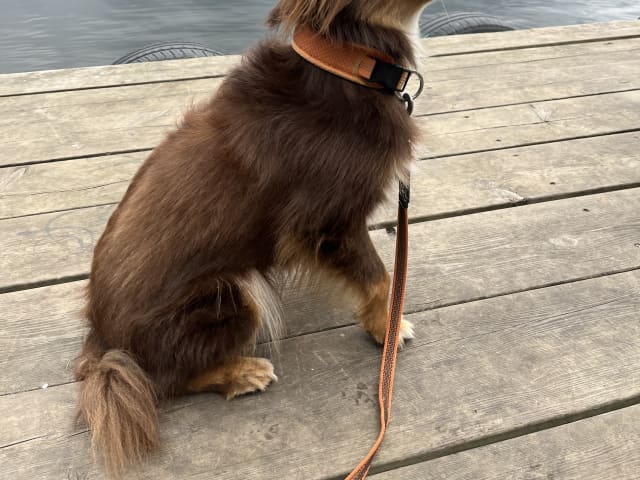 Miniature American Shepherd