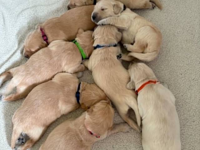 Golden Retriever