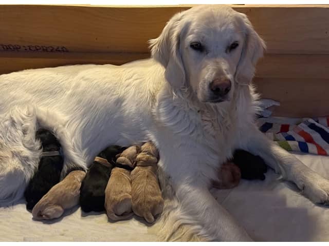 Goldendoodle